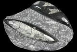 Polished Orthoceras (Cephalopod) Fossils - Morocco #96614-1